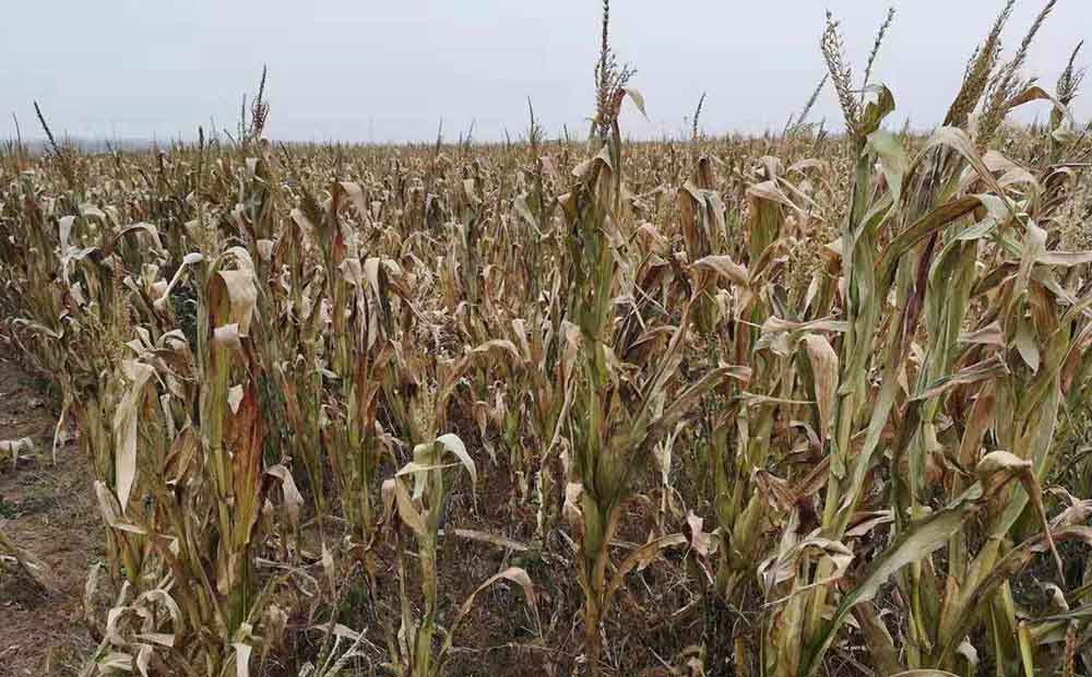 炭气联产是什么工艺 生物质炭气联产设备介绍